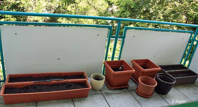 Aussaat Bartagamenfutter