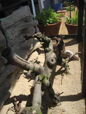 Bartagamen Au&szlig;engehege Apfelbaumast