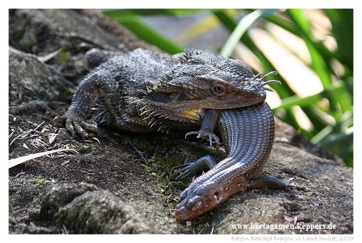 Bartagame frisst Echse