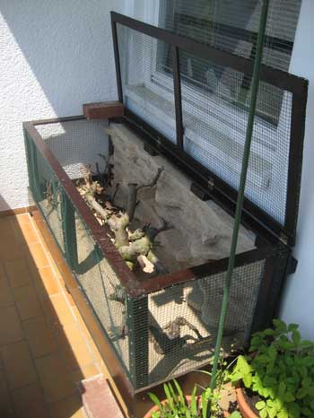 Bartagamen Au&szlig;engehege