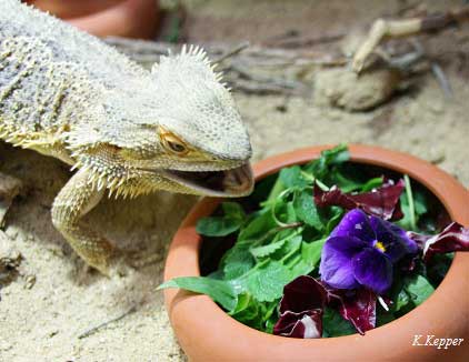 Bartagame Gr&uuml;nfutter