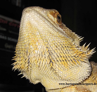 Bartagame Bart