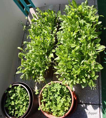 Angepflanzter L&ouml;wenzahn