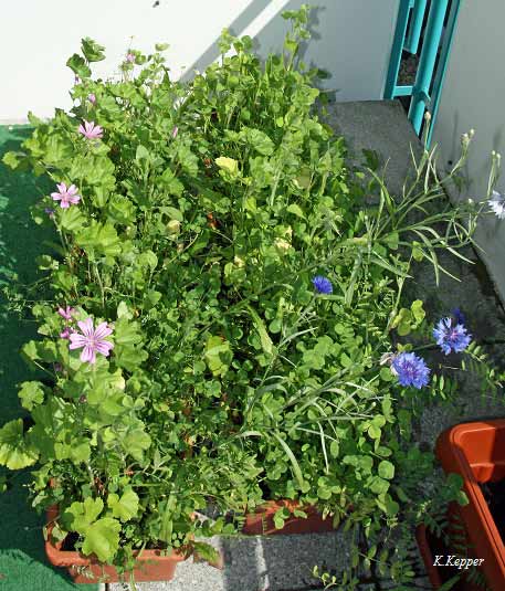 Wildpflanzen Bartagamenfutter