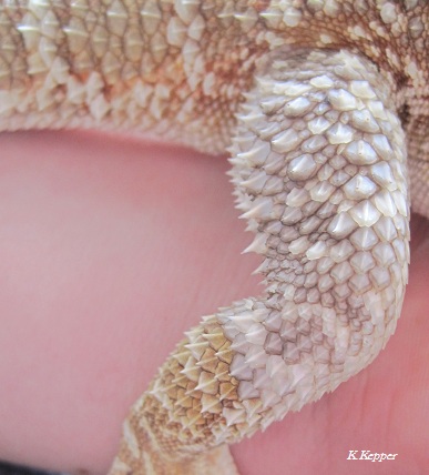 H&auml;utungsprobleme