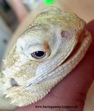 Rachitis verk&uuml;rztes Maul