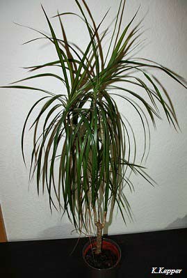 Yucca-Palme
