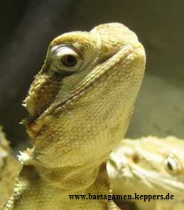 Zwergbartagame Bart