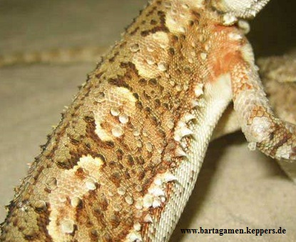 Zwergbartagame Seite