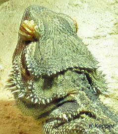 Augen rausdr&uuml;cken