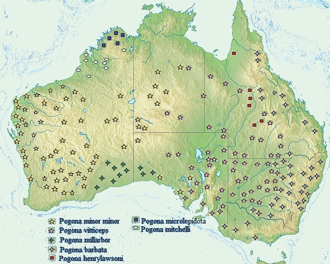 Bartagamen Artenverbreitung