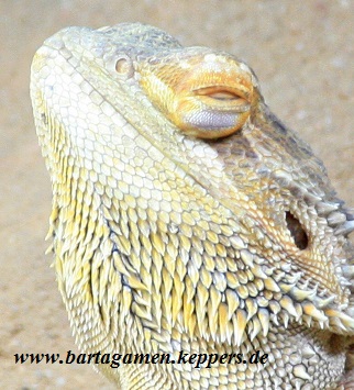 Bartagame drückt Augen raus