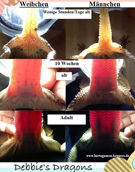 Geschlechtsbestimmung