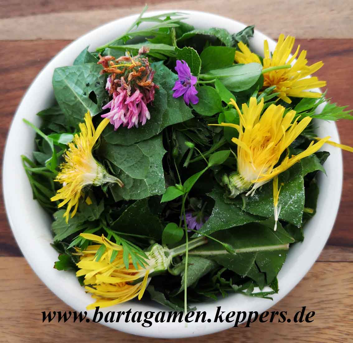 Gr&uuml;nfutter Bartagamen