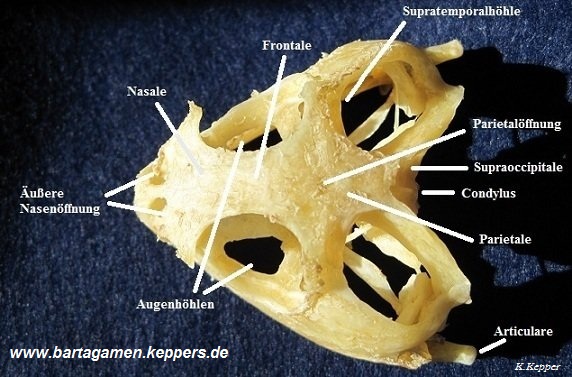 Bartagamenschädel von oben