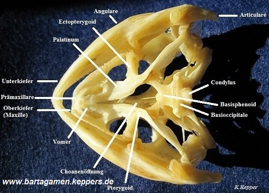 Bartagamenschädel von unten