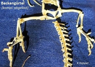 Beckeng&uuml;rtel Bartagame