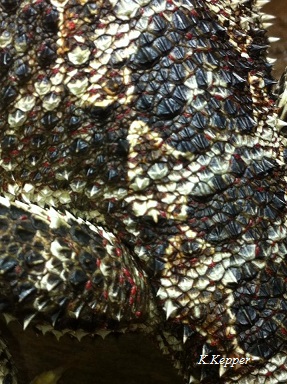 Milben zwischen den Schuppen