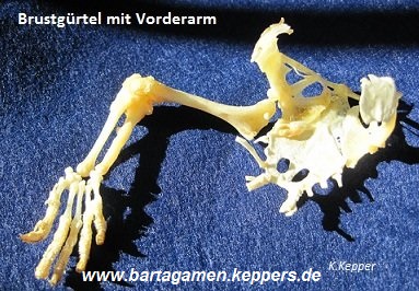 Brustg&uuml;rtel bartagame