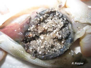 Darmverstopfung mit Sand