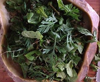 M&ouml;hrengr&uuml;n, L&ouml;wenzahn, Spitzwegerich Rucola, Gartenkresse