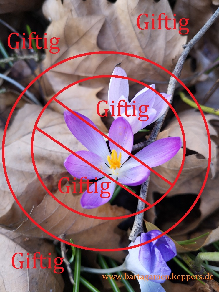 Krokus giftig
