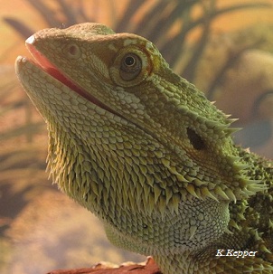 H&auml;ngende Augenlider