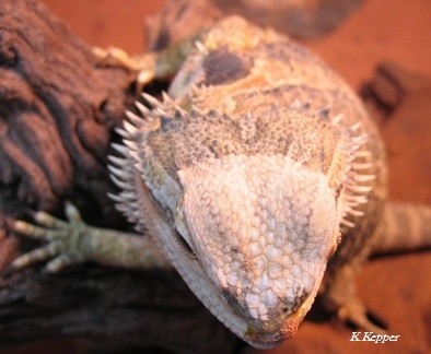 Bartagame Haeutung, wei&szlig;e Stellen