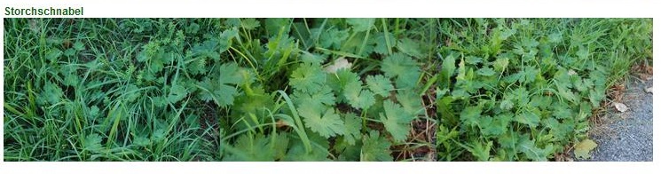 Storchenschnabel