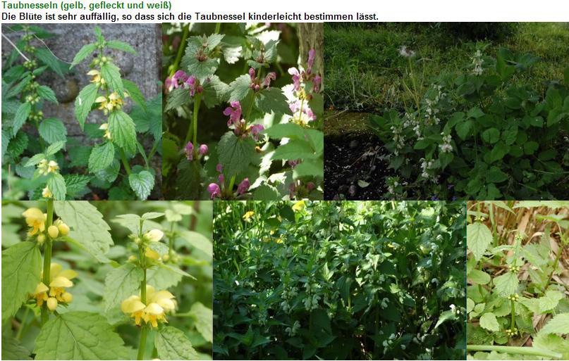 Taubnessel