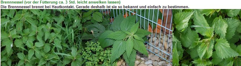 brennnessel