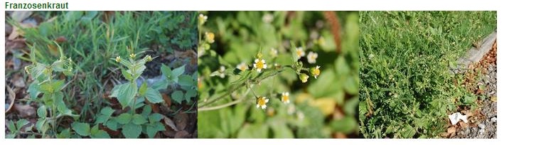 Franzosenkraut