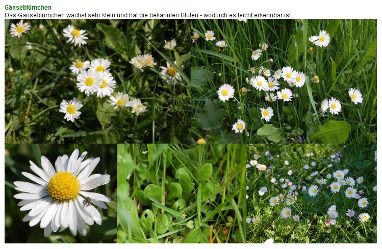 G&auml;nsebl&uuml;mchen