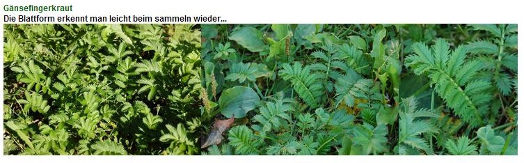 G&auml;nsefingerkraut