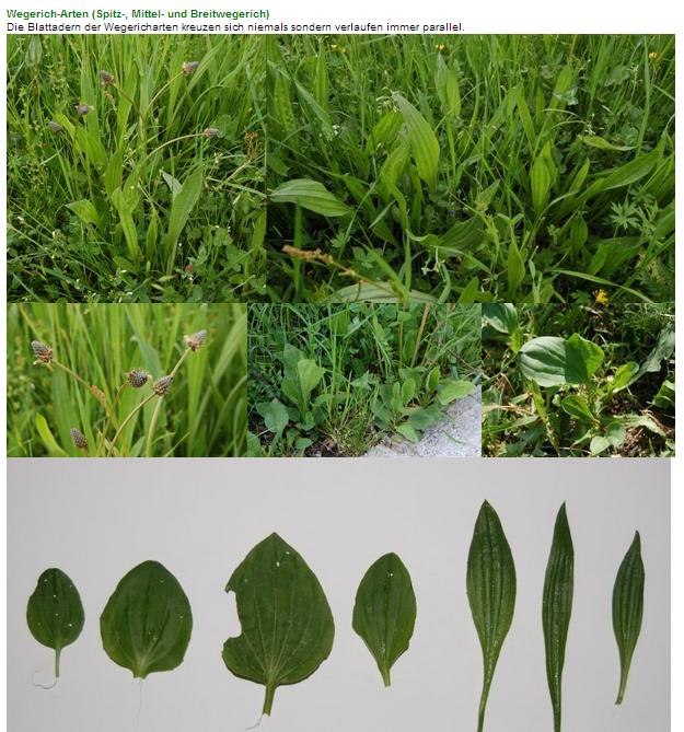 Spitz und Breitwegerich