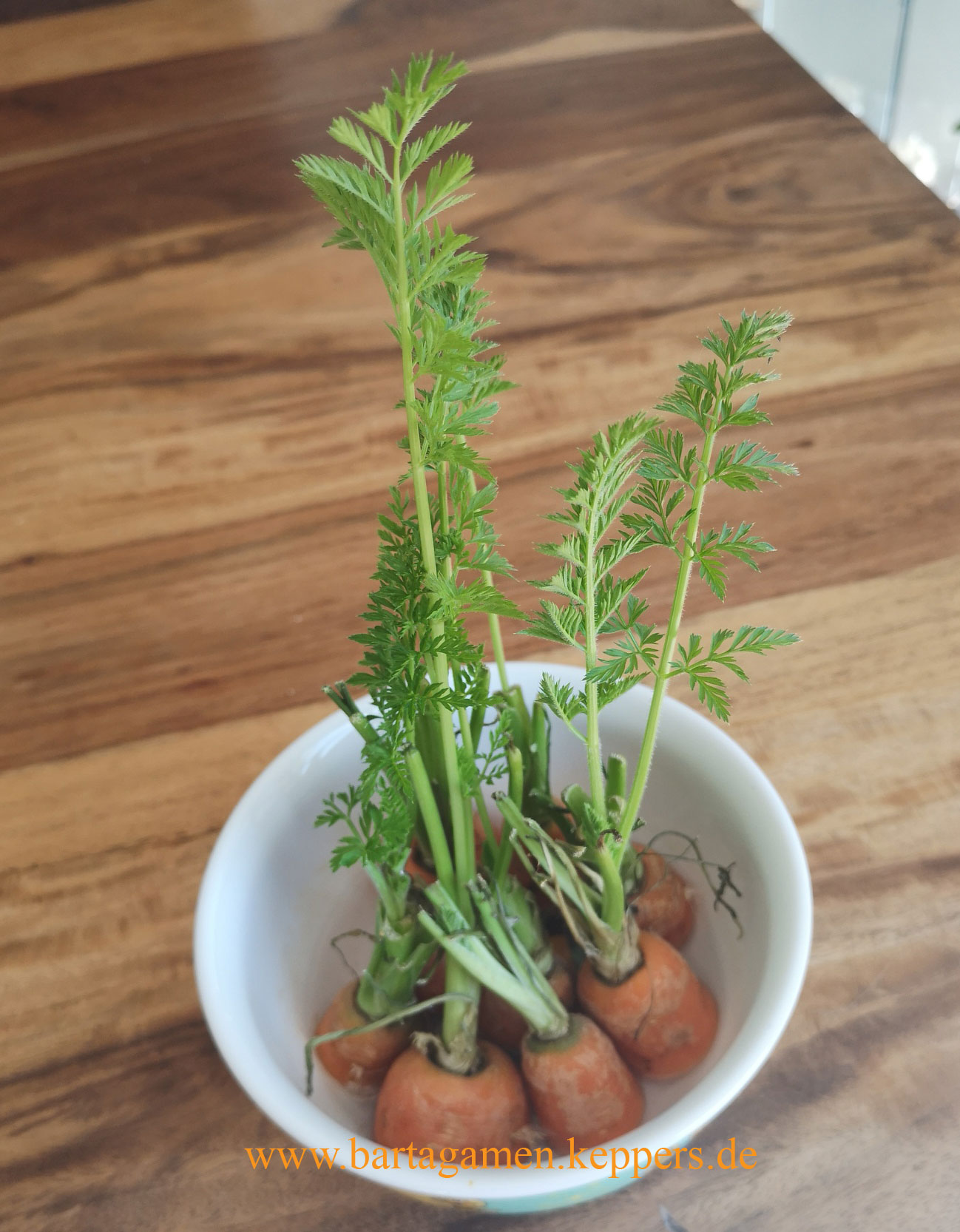 M&ouml;hrengr&uuml;en Triebe