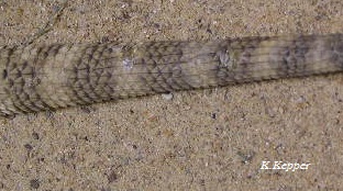 Leichte Pilzinfektion