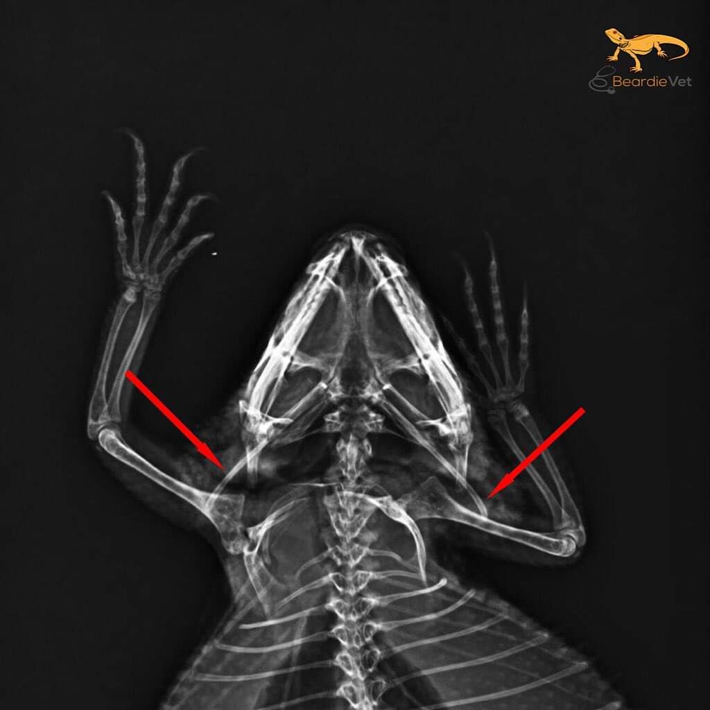 R&ouml;ntgenbild Bartagame Zungenbein