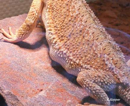 tr&auml;chtige Bartagame