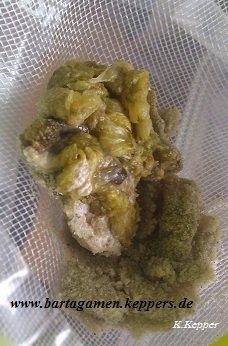 Verdauungsprobleme Bartagame