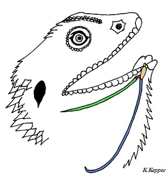 Bartagame Zungenbein gestreckt