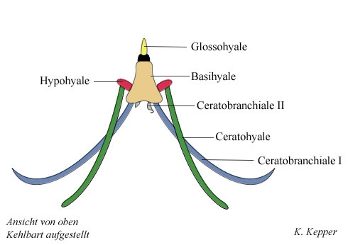 Zungenbein Bartagame gestreckt