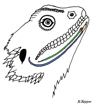 Bartagame Zungenbein