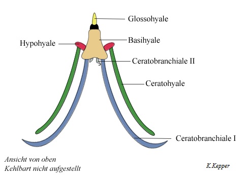 Zungenbein der Bartagame